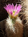 Echinocereus baileyi