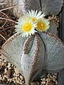 Astrophytum myriostigma