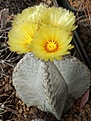 Astrophytum coahuilense