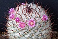 Mammillaria bombycina 'Henry'