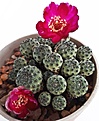 Sulcorebutia rauschii 2020