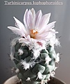 Turbinicarpus lophophoroides 2020