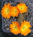 Rebutia diersiana minor