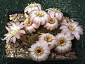 Rebutia haagei eos RH300