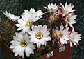 Rebutia leucanthema R305