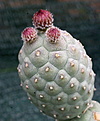 Tephrocactus alexanderi v geometricus DJF319