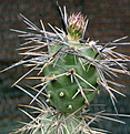 Tephrocactus alexanderi atratospinus CJH75