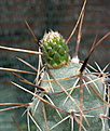 Tephrocactus aoracanthus DJF474