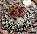 Parodia slabana HTH106