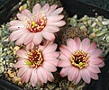 Rebutia pygmaea haagei' v. canacruzensis	 WR 642