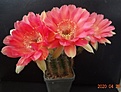 Echinopsis Lemon  x Ayacucho ex Wessner