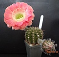 Echinopsis red Paramount x Nonet 100