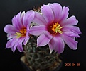 Bartschella schumannii (val. Mammillaria schumannii)