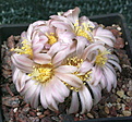 Gymnocalycium bruchii fma (spinossior ?)