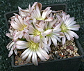 Gymnocalycium bruchii aff. niveum STO288