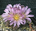 Gymnocalycium bruchii v brigittae P214