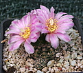 Gymnocalycium bruchii glaucum GN 90-230/678