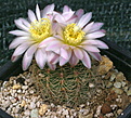 Gymnocalycium bruchii spinossior