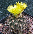 Islaya copiapoides KK349