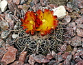 Parodia slabana HTH106