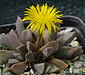Aloinopsis orpenii