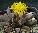 Aloinopsis orpenii