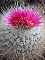 Thelocactus macdowellii