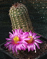 Echinocereus adustus BW215