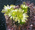 Echinocereus davisii