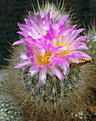 Thelocactus macdowellii SB1884