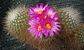 Thelocactus macdowellii