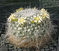 Mammillaria hahniana albiflora