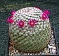 Mammillaria elegans W170