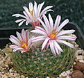 Mammillaria lenta