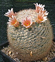 Mammillaria candida