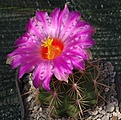 Thelocactus bicolor sp nova