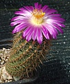 Thelocactus hastifer