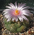 Thelocactus hexaedrophorus	(1105 Cerritas, SLP)