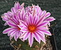 Turbinicarpus schmiedickeanus rubriflorus