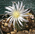 Gymnocalycium bruchii VG-278