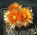 Gymnocalycium hyb "Austrian Gold"