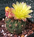 Gymnocalycium hyptiacanthum v. citriflorum