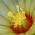 Astrophytum asterias superkabuto