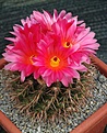 Notocactus submammulosus rubriflorus