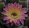 Echinopsis hyb "Goldrose"