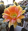 Echinopsis 'Tondelayo'