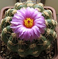 Notocactus_uebelmannianus_HU78_14y