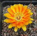 Lobivia hyb "Born to be wild"