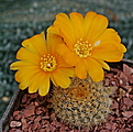 Rebutia aureiflora v.longiseta