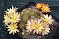 Rebutia hyb. "Sunrise"